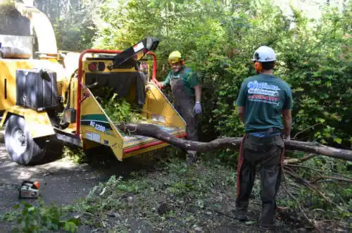 tree services Zephyrhills North